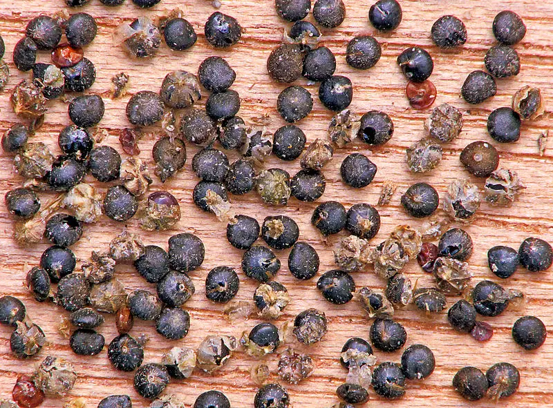 Chenopodium album seeds